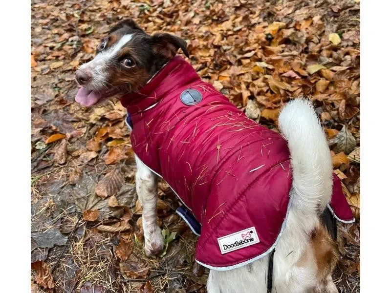 Doodlebone Puffer Jacket Punch & Burgundy Size 1-3